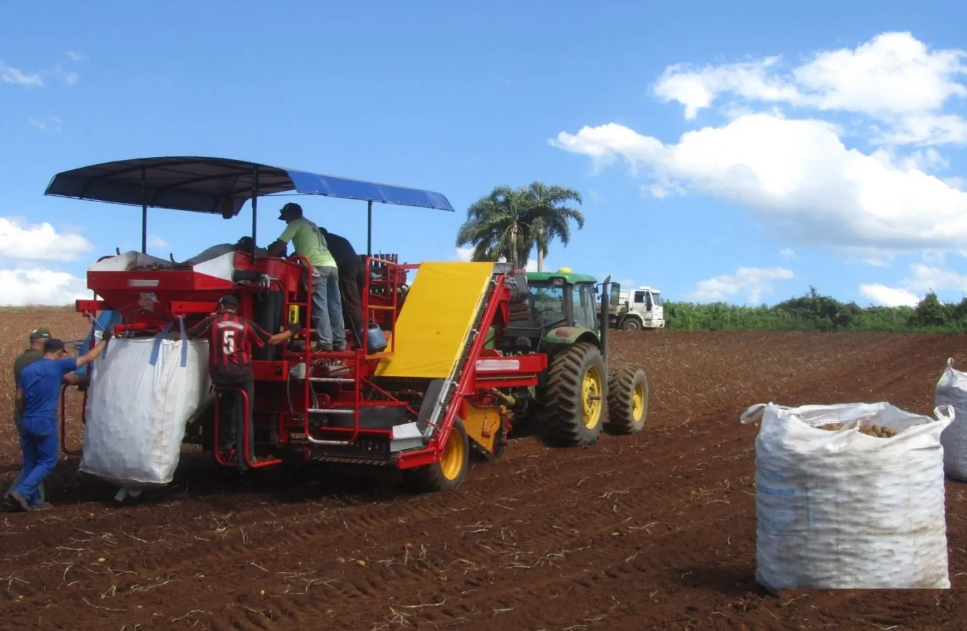Máquina de colheita de batatas